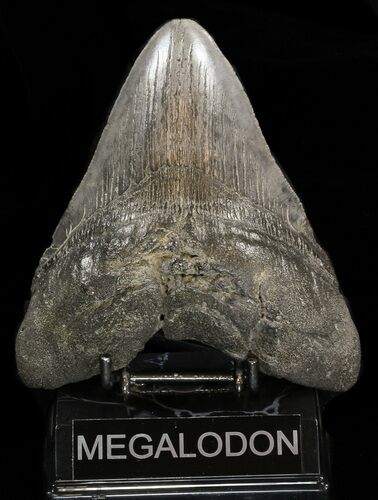 Heavy, Fossil Megalodon Tooth - South Carolina #38720